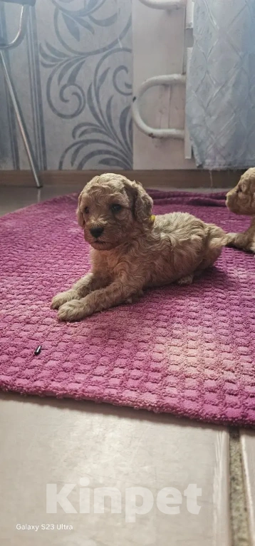 Собаки в Москве: Щенки Карликового пуделя Мальчик, 65 000 руб. - фото 6