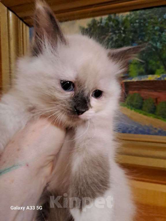 Кошки в Сергиеве Посаде: Котенок породы Невская Маскарадная Девочка, Бесплатно - фото 2