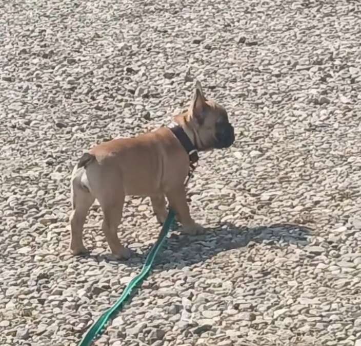 Собаки в Москве: Рыжая девчушка Девочка, 40 000 руб. - фото 6