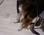 Собаки в Челябинске: Хочется помочь собаке Мальчик, Бесплатно - фото 1
