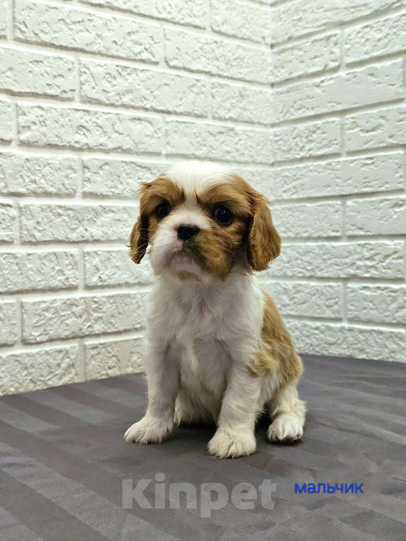 Собаки в других городах Липецкой области: Щенки Кавалер Кинг Чарльз спаниель Девочка, 75 000 руб. - фото 10
