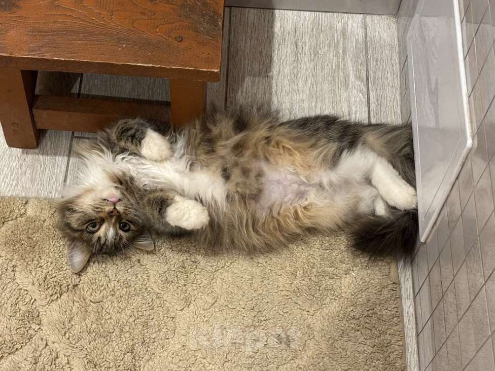 Кошки в Москве: Очаровательные котята Василий и Багира ищут свои семьи! Мальчик, Бесплатно - фото 3