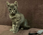 Кошки в Москве: Красавица Адель - котенок, 2,5 месяца Девочка, Бесплатно - фото 8