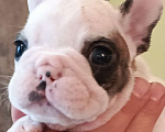 Собаки в Москве: Щенки французского бульдога Разнополые, 45 000 руб. - фото 3