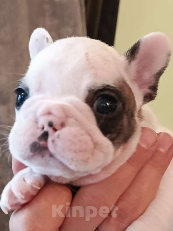 Собаки в Москве: Щенки французского бульдога Разнополые, 45 000 руб. - фото 3