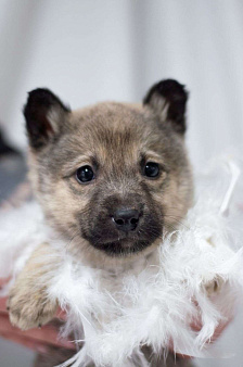 Малышка Пипу в поисках дома