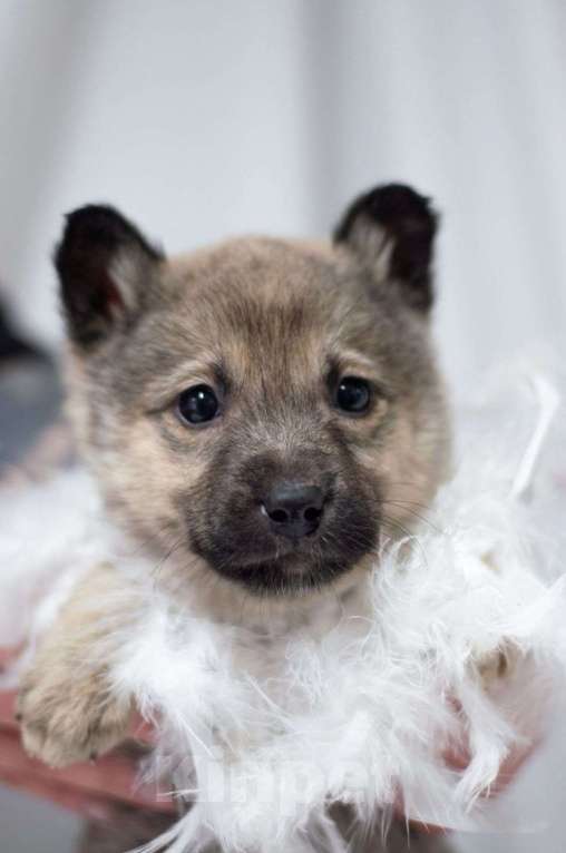 Собаки в Ногинске: Малышка Пипу в поисках дома Девочка, Бесплатно - фото 1