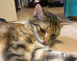 Кошки в Мурином: Кошечка в добрые руки Девочка, Бесплатно - фото 1