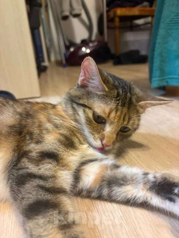 Кошки в Мурином: Кошечка в добрые руки Девочка, Бесплатно - фото 1
