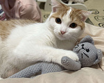 Кошки в Симферополе: Кошечка Буся в поиске хозяев  Девочка, Бесплатно - фото 1