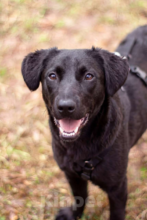 Собаки в Москве: Мини-лабрадор Акулина Девочка, Бесплатно - фото 2