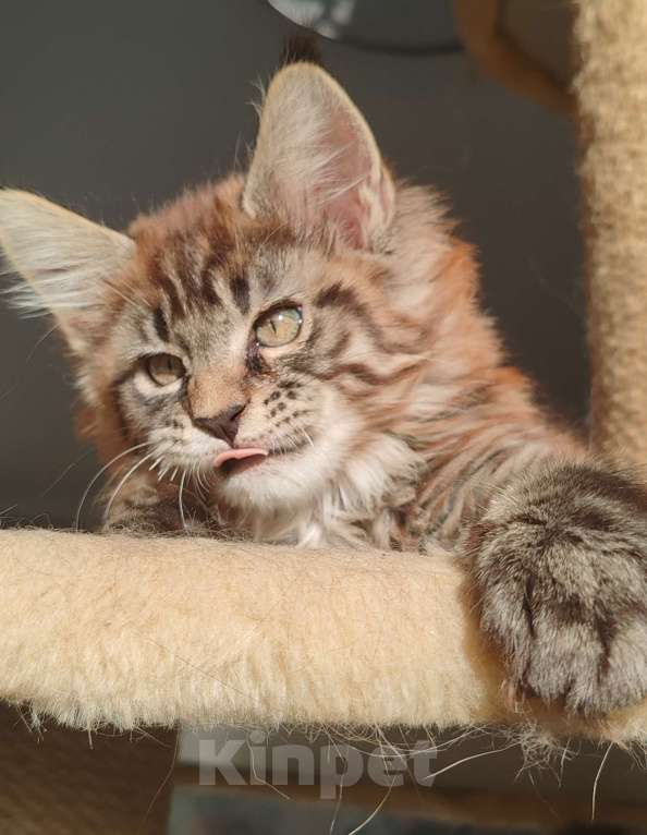 Кошки в Череповце: Юджин Мальчик, Бесплатно - фото 2