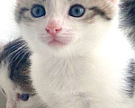 Кошки в Самаре: Мальчик Мальчик, 2 500 руб. - фото 1