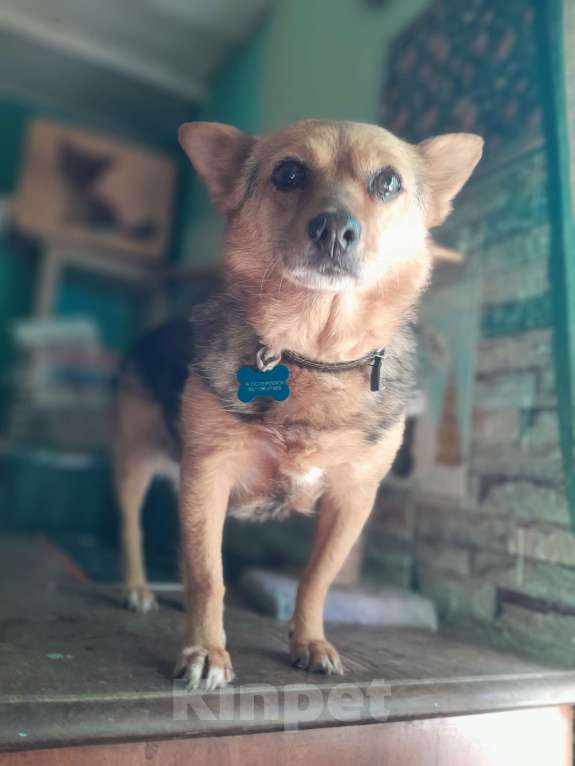 Собаки в Санкт-Петербурге: Собака в добрые руки Девочка, 100 руб. - фото 2