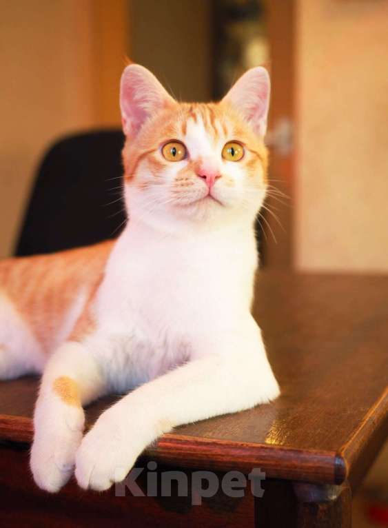 Кошки в Москве: Рыжего котенка Куся никто не замечает Мальчик, Бесплатно - фото 3