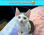 Кошки в Москве: Малышу Сенечке очень срочно нужен дом Мальчик, Бесплатно - фото 1