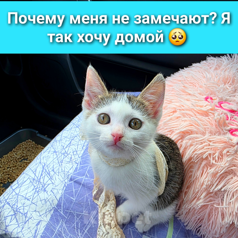 Кошки в Москве: Малышу Сенечке очень срочно нужен дом Мальчик, Бесплатно - фото 1