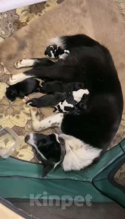 Собаки в других городах Московской области: Щенки охотничьей лайки Разнополые, 1 руб. - фото 2