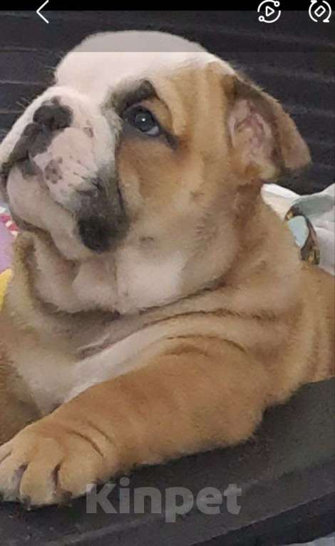 Собаки в Севастополе: английский бульдог Мальчик, Бесплатно - фото 2