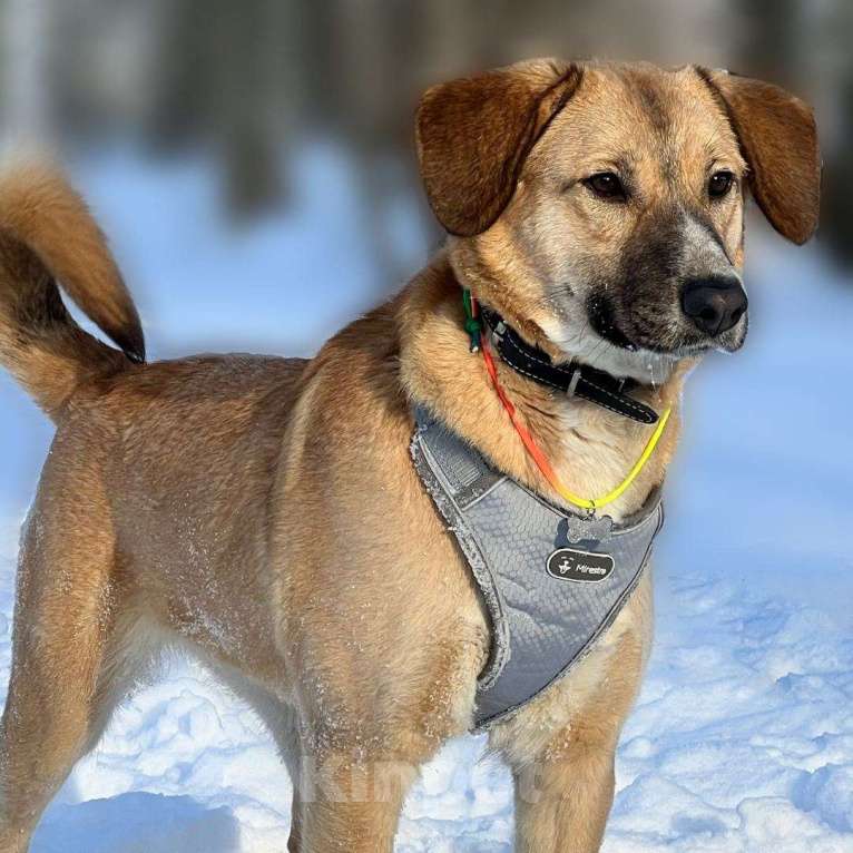 Собаки в Москве: Стеша Девочка, Бесплатно - фото 3