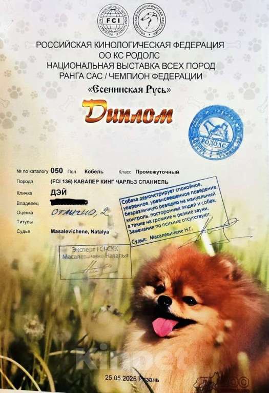 Собаки в Рязани: Мальчик подращенный Кавалер Кинг Чарльз Спаниель  Мальчик, 70 000 руб. - фото 2