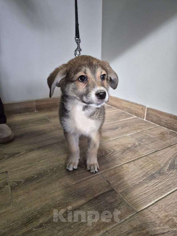 Собаки в других городах Московской области: Лилу ищет дом! Девочка, 1 руб. - фото 3