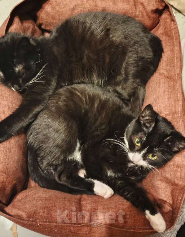 Кошки в Санкт-Петербурге: Катюша и Семен Девочка, Бесплатно - фото 6