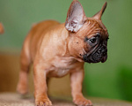 Собаки в Санкт-Петербурге: Французский бульдог щенок  Девочка, 80 000 руб. - фото 3