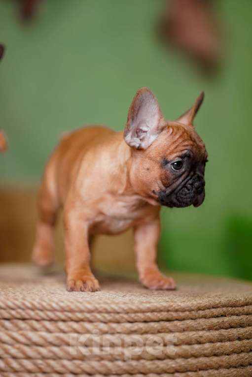 Собаки в Санкт-Петербурге: Французский бульдог щенок  Девочка, 80 000 руб. - фото 3