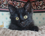 Кошки в Саратове: Черный котенок Девочка, Бесплатно - фото 5