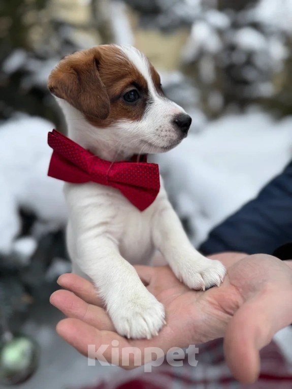 Собаки в Екатеринбурге: Породистый щенок Джек рассел терьер  Мальчик, 45 000 руб. - фото 4