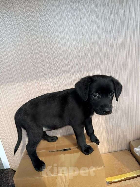 Собаки в Москве: Веселая девчонка щенок метиса таксы Чары ,девочка черная , 3 кг Девочка, Бесплатно - фото 2