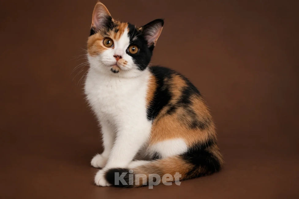 Кошки в Люберцах: Британский котенок Девочка, 20 000 руб. - фото 1