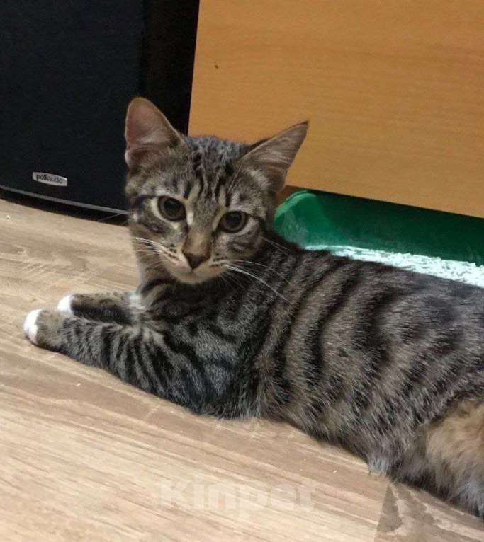 Кошки в Москве: ФераПонта Девочка, Бесплатно - фото 5