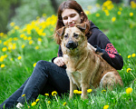 Собаки в Москве: Домашний пёсик в добрые руки Мальчик, Бесплатно - фото 4