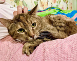Кошки в Москве: Необычная кошка Беатриче, ласковая и трогательная. В добрые руки  Девочка, Бесплатно - фото 4