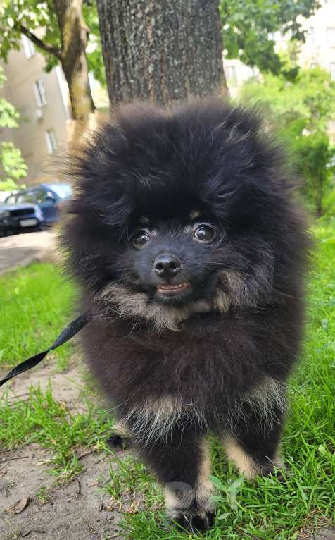 Собаки в Москве: Красивый мальчик Мальчик, Бесплатно - фото 3