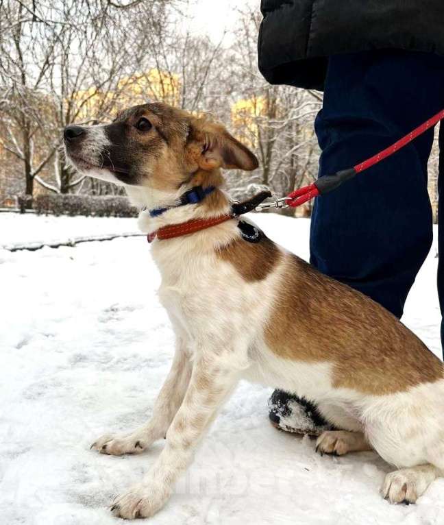 Собаки в Санкт-Петербурге: Маленькая и ласковая собачка, диванный вариант Девочка, Бесплатно - фото 6