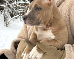 Собаки в других городах Московской области: Американский булли Девочка 2 Девочка, 150 000 руб. - фото 1