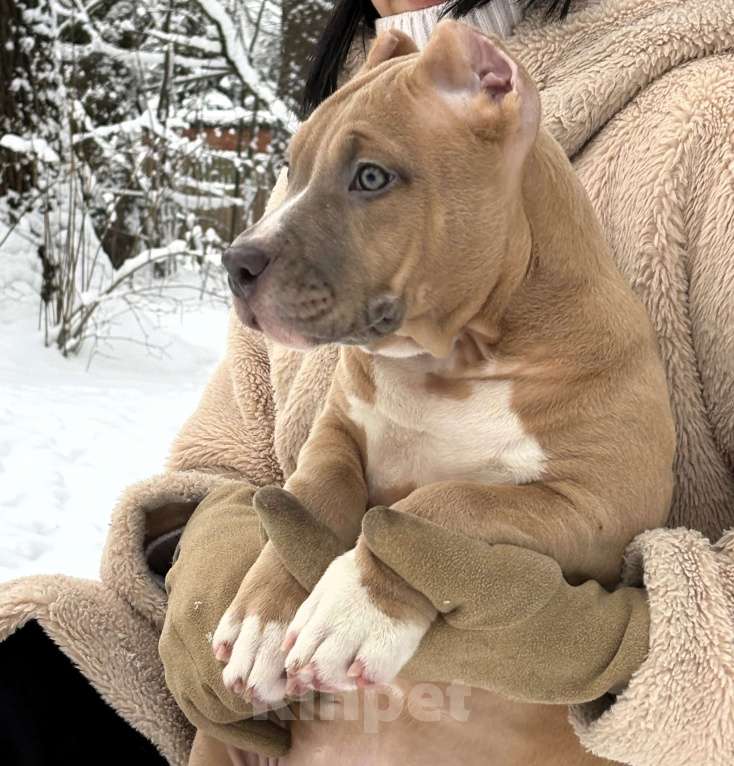 Собаки в других городах Московской области: Американский булли Девочка 2 Девочка, 150 000 руб. - фото 1