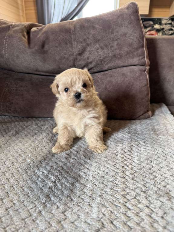 Собаки в Новосибирске: Мальтипу f1 Девочка, 80 000 руб. - фото 1