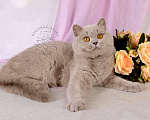Кошки в Санкт-Петербурге: Британская кошечка теплого лилового окраса Девочка, 10 000 руб. - фото 8