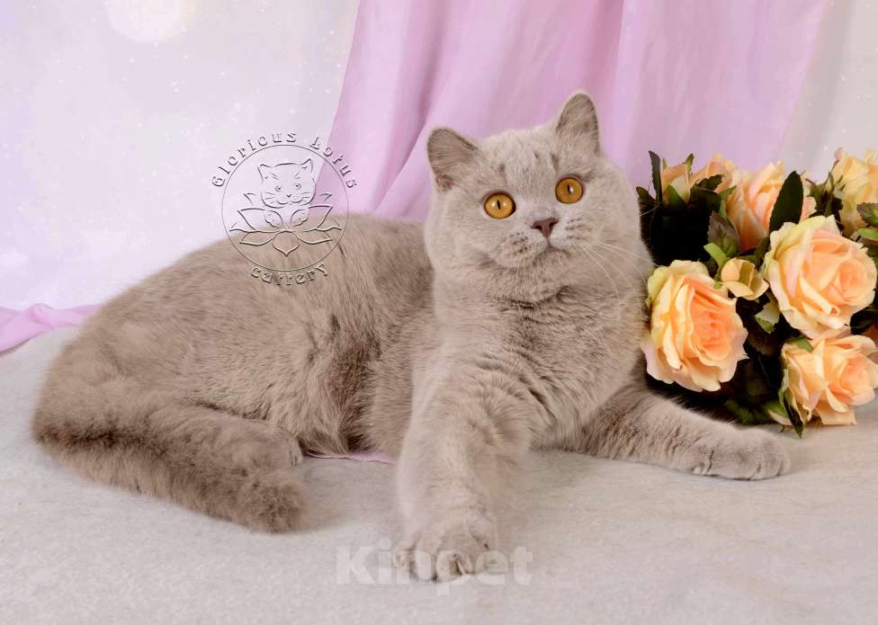 Кошки в Санкт-Петербурге: Британская кошечка теплого лилового окраса Девочка, 10 000 руб. - фото 8