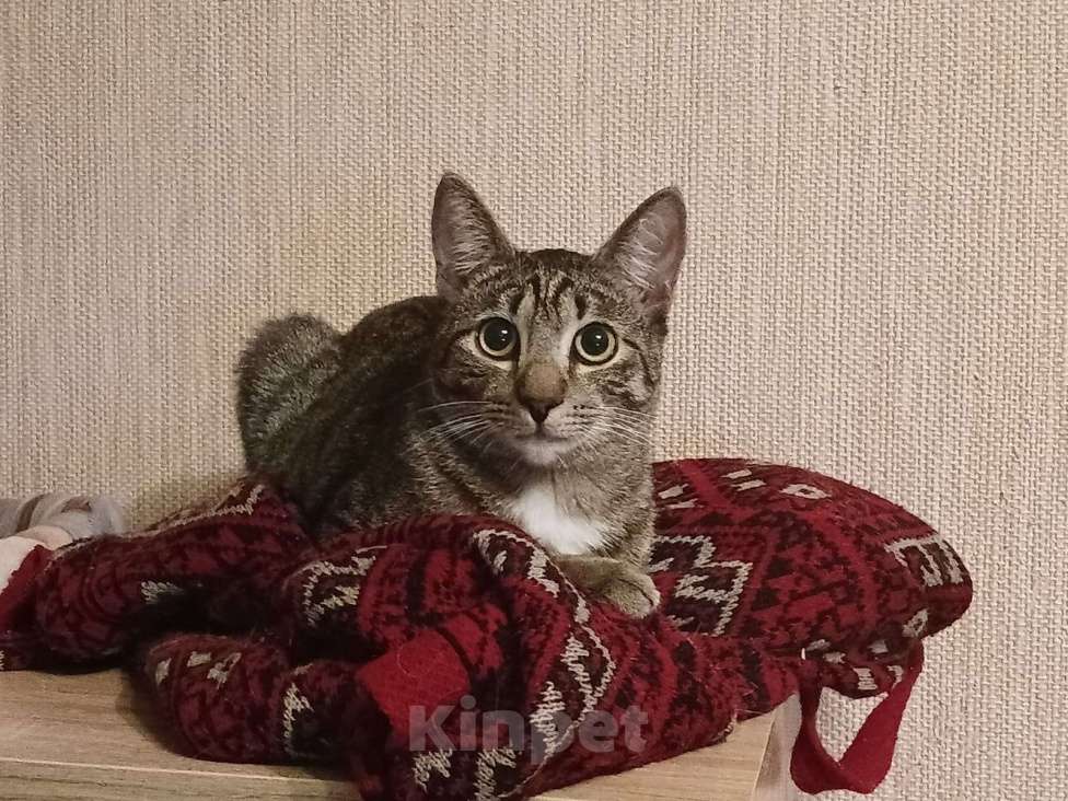 Кошки в Санкт-Петербурге: Ищет дом умный, спокойный кот-философ Мальчик, Бесплатно - фото 2