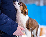 Собаки в Москве: Щенок в добрые руки Мальчик, Бесплатно - фото 4