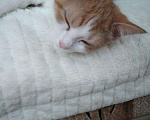 Кошки в Тамбове: Котята, 100 руб. - фото 3