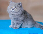 Кошки в Санкт-Петербурге: Британский длинношерстный котенок Эдвард Мальчик, 30 000 руб. - фото 2