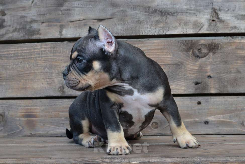 Собаки в Москве: Мальчик Американский булли микро формата Мальчик, Бесплатно - фото 4