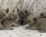Кошки в Краснодаре: Бурманский котенок  Девочка, 20 000 руб. - фото 1