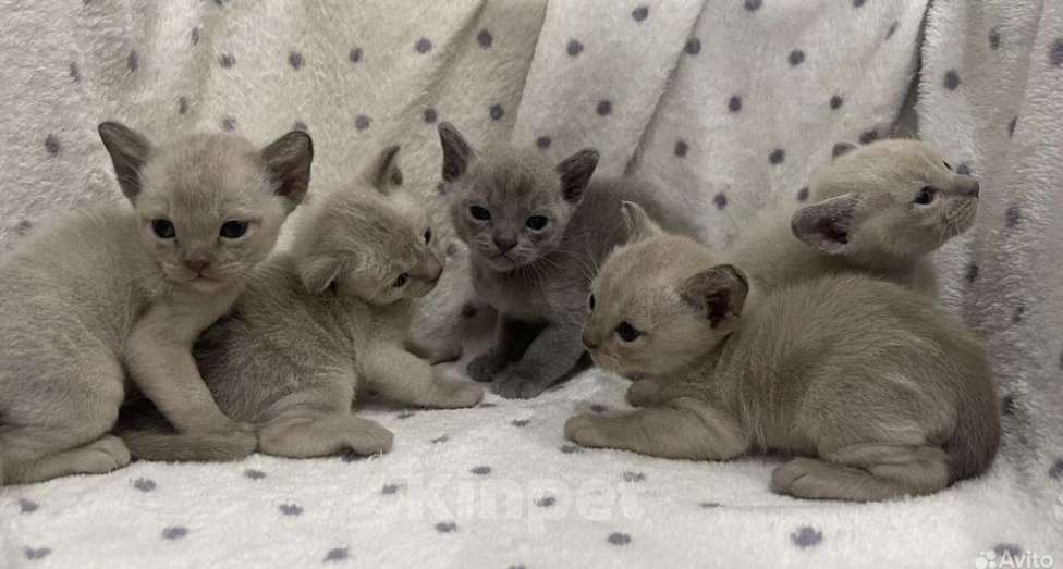 Кошки в Краснодаре: Бурманский котенок  Девочка, 20 000 руб. - фото 1